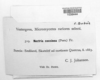 Neonectria coccinea image